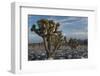 California, Death Valley National Park. Joshua Trees in the Snow, Lee Flat-Judith Zimmerman-Framed Photographic Print