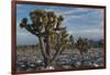 California, Death Valley National Park. Joshua Trees in the Snow, Lee Flat-Judith Zimmerman-Framed Photographic Print