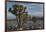 California, Death Valley National Park. Joshua Trees in the Snow, Lee Flat-Judith Zimmerman-Framed Photographic Print