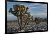California, Death Valley National Park. Joshua Trees in the Snow, Lee Flat-Judith Zimmerman-Framed Photographic Print