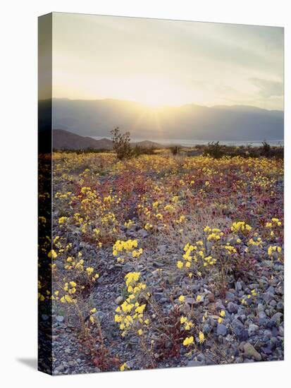 California, Death Valley National Park, Sun Cups at Sunset over Death Valley-Christopher Talbot Frank-Stretched Canvas