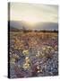 California, Death Valley National Park, Sun Cups at Sunset over Death Valley-Christopher Talbot Frank-Stretched Canvas