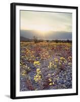 California, Death Valley National Park, Sun Cups at Sunset over Death Valley-Christopher Talbot Frank-Framed Premium Photographic Print