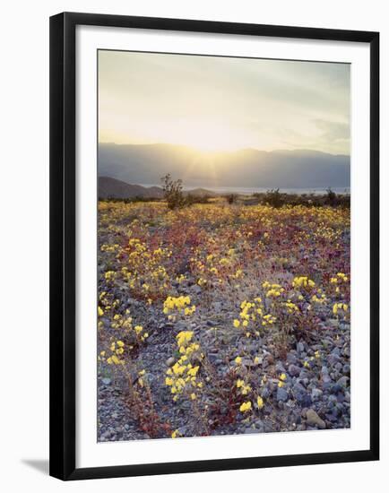 California, Death Valley National Park, Sun Cups at Sunset over Death Valley-Christopher Talbot Frank-Framed Premium Photographic Print