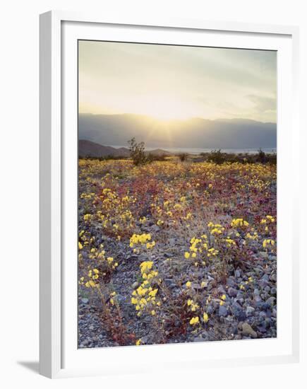 California, Death Valley National Park, Sun Cups at Sunset over Death Valley-Christopher Talbot Frank-Framed Premium Photographic Print