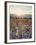 California, Death Valley National Park, Sun Cups at Sunset over Death Valley-Christopher Talbot Frank-Framed Premium Photographic Print