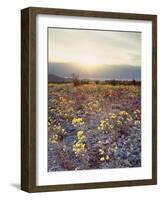 California, Death Valley National Park, Sun Cups at Sunset over Death Valley-Christopher Talbot Frank-Framed Photographic Print