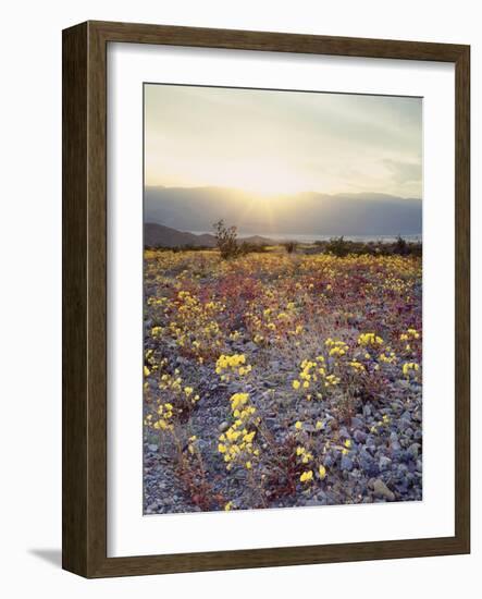 California, Death Valley National Park, Sun Cups at Sunset over Death Valley-Christopher Talbot Frank-Framed Photographic Print