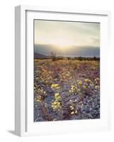 California, Death Valley National Park, Sun Cups at Sunset over Death Valley-Christopher Talbot Frank-Framed Photographic Print