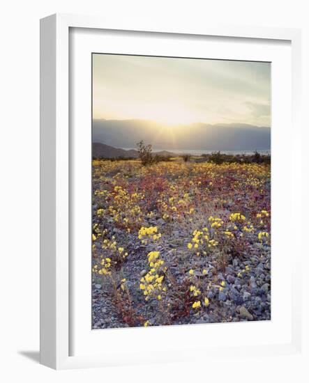 California, Death Valley National Park, Sun Cups at Sunset over Death Valley-Christopher Talbot Frank-Framed Photographic Print