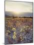 California, Death Valley National Park, Sun Cups at Sunset over Death Valley-Christopher Talbot Frank-Mounted Photographic Print