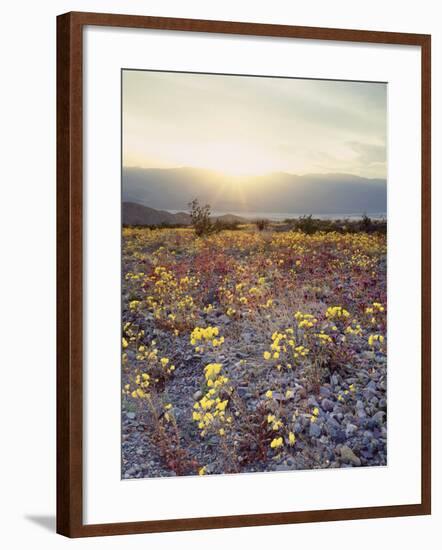 California, Death Valley National Park, Sun Cups at Sunset over Death Valley-Christopher Talbot Frank-Framed Photographic Print