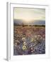 California, Death Valley National Park, Sun Cups at Sunset over Death Valley-Christopher Talbot Frank-Framed Photographic Print