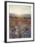California, Death Valley National Park, Sun Cups at Sunset over Death Valley-Christopher Talbot Frank-Framed Photographic Print