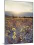California, Death Valley National Park, Sun Cups at Sunset over Death Valley-Christopher Talbot Frank-Mounted Photographic Print