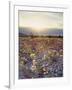 California, Death Valley National Park, Sun Cups at Sunset over Death Valley-Christopher Talbot Frank-Framed Photographic Print