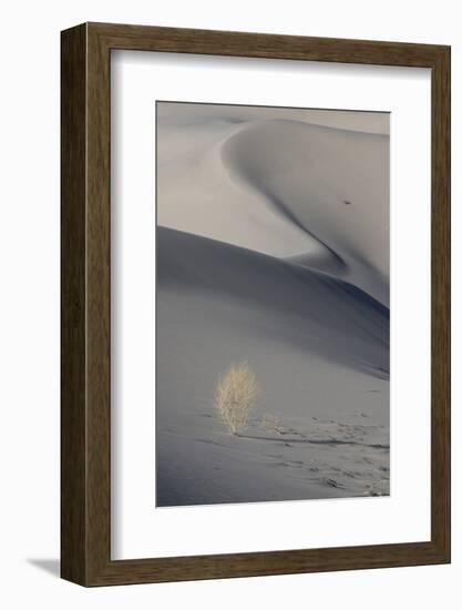 California. Death Valley National Park. Sunset Shadow on Dunes and Lone Plant in Eureka Sand Dunes-Judith Zimmerman-Framed Photographic Print