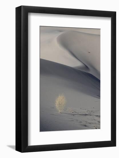 California. Death Valley National Park. Sunset Shadow on Dunes and Lone Plant in Eureka Sand Dunes-Judith Zimmerman-Framed Photographic Print