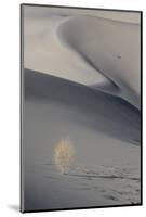 California. Death Valley National Park. Sunset Shadow on Dunes and Lone Plant in Eureka Sand Dunes-Judith Zimmerman-Mounted Photographic Print