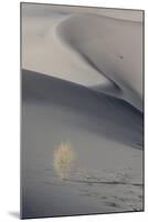 California. Death Valley National Park. Sunset Shadow on Dunes and Lone Plant in Eureka Sand Dunes-Judith Zimmerman-Mounted Photographic Print