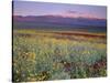 California, Death Valley National Park-John Barger-Stretched Canvas