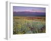 California, Death Valley National Park-John Barger-Framed Premium Photographic Print