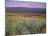 California, Death Valley National Park-John Barger-Mounted Premium Photographic Print