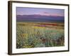 California, Death Valley National Park-John Barger-Framed Photographic Print