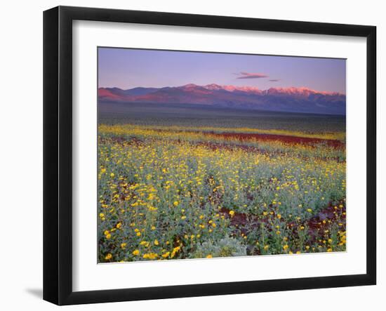 California, Death Valley National Park-John Barger-Framed Photographic Print