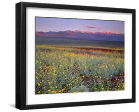 California, Death Valley National Park-John Barger-Framed Photographic Print