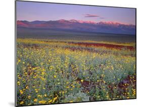 California, Death Valley National Park-John Barger-Mounted Photographic Print