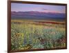 California, Death Valley National Park-John Barger-Framed Photographic Print