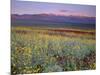 California, Death Valley National Park-John Barger-Mounted Photographic Print