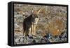 California, Death Valley NP. A Coyote in the Wild at Death Valley-Kymri Wilt-Framed Stretched Canvas