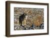 California, Death Valley NP. A Coyote in the Wild at Death Valley-Kymri Wilt-Framed Photographic Print