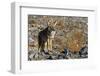 California, Death Valley NP. A Coyote in the Wild at Death Valley-Kymri Wilt-Framed Photographic Print