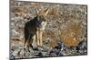 California, Death Valley NP. A Coyote in the Wild at Death Valley-Kymri Wilt-Mounted Photographic Print