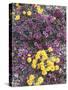 California, Death Valley Park, Woolly Daisy and Purple Mat Flowers-Christopher Talbot Frank-Stretched Canvas
