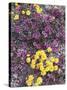 California, Death Valley Park, Woolly Daisy and Purple Mat Flowers-Christopher Talbot Frank-Stretched Canvas