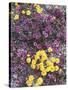 California, Death Valley Park, Woolly Daisy and Purple Mat Flowers-Christopher Talbot Frank-Stretched Canvas