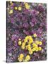 California, Death Valley Park, Woolly Daisy and Purple Mat Flowers-Christopher Talbot Frank-Stretched Canvas