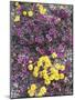 California, Death Valley Park, Woolly Daisy and Purple Mat Flowers-Christopher Talbot Frank-Mounted Photographic Print