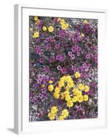 California, Death Valley Park, Woolly Daisy and Purple Mat Flowers-Christopher Talbot Frank-Framed Photographic Print