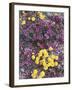 California, Death Valley Park, Woolly Daisy and Purple Mat Flowers-Christopher Talbot Frank-Framed Photographic Print