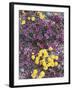 California, Death Valley Park, Woolly Daisy and Purple Mat Flowers-Christopher Talbot Frank-Framed Photographic Print