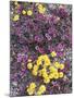 California, Death Valley Park, Woolly Daisy and Purple Mat Flowers-Christopher Talbot Frank-Mounted Photographic Print