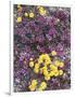 California, Death Valley Park, Woolly Daisy and Purple Mat Flowers-Christopher Talbot Frank-Framed Photographic Print