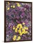 California, Death Valley Park, Woolly Daisy and Purple Mat Flowers-Christopher Talbot Frank-Framed Photographic Print