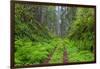 California, Del Norte Coast Redwoods State Park, Damnation Creek Trail and Redwood trees-Jamie & Judy Wild-Framed Photographic Print