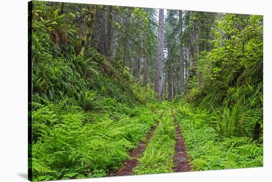 California, Del Norte Coast Redwoods State Park, Damnation Creek Trail and Redwood trees-Jamie & Judy Wild-Stretched Canvas